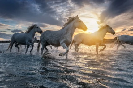 Un gruppo di cavalli in corsa nel mare al tramonto